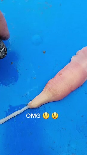 Milky Ribbon Worms: Unique Predators of Soft Shell Clams