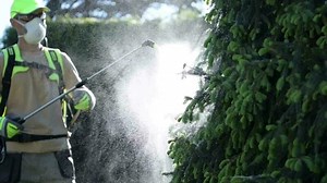 Spring Time Insecticide Garden Trees. Plants Health Care.