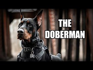 THE DOBERMAN PINSCHER - A QUICK LOOK AT THE HISTORY AND BREED STANDARD