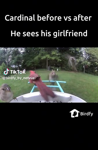 Me And The Birds - Cardinal Couple Videos