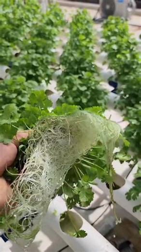 LA CULTURE HYDROPONIQUE : LA RÉVOLUTION SILENCIEUSE QUI CHANGE LA VIE DES AGRICULTEURS : Si tu n’as jamais entendu parler de l’hydroponie, laisse-moi t’ouvrir les yeux sur une technique qui transforme des agriculteurs ordinaires en champions de la productivité… sans même toucher une poignée de terre. C’est quoi la culture hydroponique ? C’est une méthode de culture sans sol, où les plantes poussent dans l’eau enrichie en nutriments. Pas de terre, pas de mauvaises herbes, pas de casse-tête. Juste