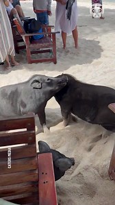 28K views · 19 reactions | Dog tries to separate pig fight | Science, Tech and Universe | Facebook