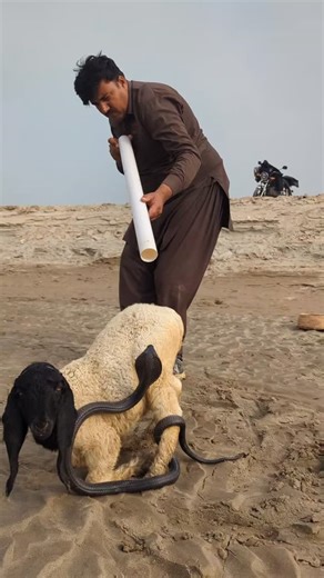 Snake Hunter on Instagram: "Sheep life save form snake #snakerescue #snakelover #usa🇺🇸 #foryou #wildlife"