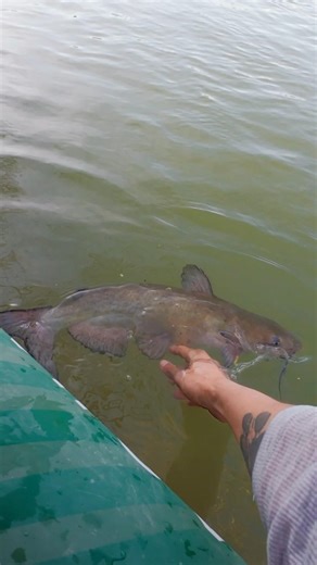 Channel Cat on Hellgrammite🐛🎣 #fishing #catfish #riverfishing #catchandrelease