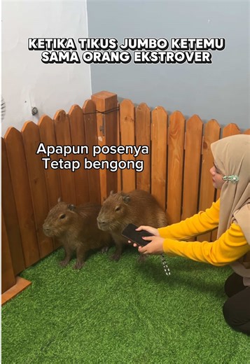 Capybara: Ekstrovert atau Diam?