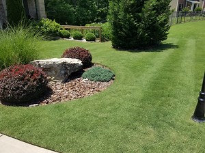 Common bermuda lawn domination