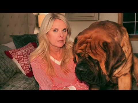 Two Giant Mastiffs Take Over Her Entire House — And What They Do Every Morning Will Melt Your Heart