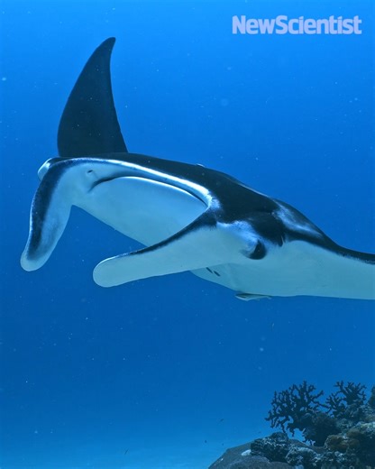 9K views · 57 reactions | Inspired by a manta-ray, researchers have created the fastest soft swimming robot with high manoeuvrability. | New Scientist | Facebook