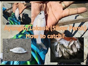FREE SPOT HOW TO CATCH AYUNGIN FISH TUTORIAL #trending #viral #fishing #binangonan #fish