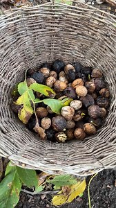 2M views · 10K reactions | Organic Farming Of Walnuts In Kashmir | Duggar Vlogs | Facebook