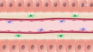 Video: Liver Regeneration