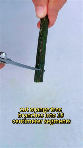 492K views · 3.7K reactions | Propagate Orange Trees in Water #agriculture #plants #orange #grafting #cuttings | Agriculture 2.1 | Facebook