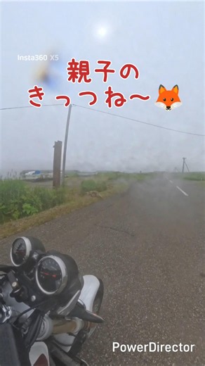【キツネの親子🦊】キタキツネ？ ＃北海道 ＃バイク ＃ﾂｰﾘﾝｸﾞ ＃野生 ＃動物 ＃どん兵衛 ＃北の国から ＃R123 ＃別海厚岸線
