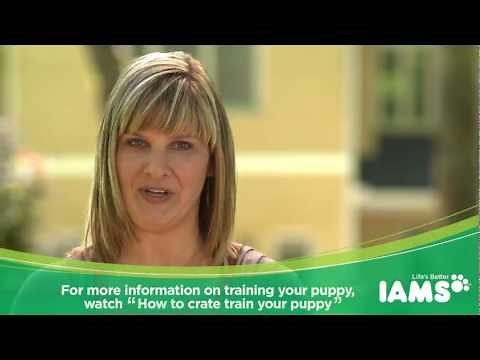 How to House Train a Puppy: Iams Puppy Training