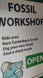 17K views · 301 reactions | Finding fossils in New Zealand #fossils #newzealand #crystals #agatestone | Mamlambo | Facebook