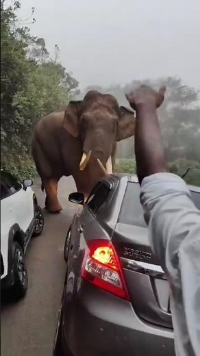 why do elephants attack humans
