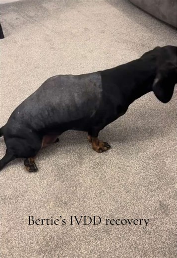 He’s up out of bed 😍 Bertie was led down late last night and all of a sudden started to shuffle (the vet said this is completely normal) he was so despaerate for that head rub we noticed movements in his back legs…first steps 😩😥😘 #dachshund #ivdd #dogs #fyp #firstwalk
