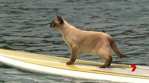 It's a feat no cat has ever dared attempt. Competing in an annual swimming race with dogs on Sydney's northern beaches. But one man and his beloved pet will do just that and they're hopeful it'll become an annual tradition. www.7NEWS.com.au #7NEWS | 7NEWS Brisbane