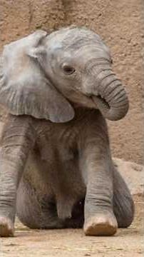 What do Baby Elephants and Humans Have in COMMON?