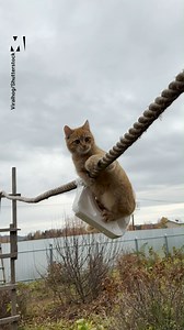 You've seen dogs tackle obstacle courses before, but have you ever seen talented cats master one? 🐱 via ViralHog | Metro