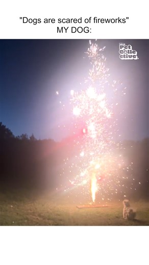 He loves all the lights! 🎆🐶 #Dogs #Fireworks #Funny | The Pet Collective