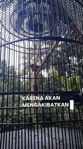 murai batu kurang emosi bisa jadi burung terlalu sering di buka krodong