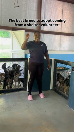 The best breed to adopt is the one that needs you most. Whether they were abandoned, grew up on the streets, left on a doorstep, or given up for a heartbreaking reason, every single dog at HelpAWS is resilient, loving, and ready for their second chance. For these dogs, adoption isn’t just getting a new home; it’s being saved. You are the one who can change their entire story and also you help us make space for those to come ➡️ Click the link in our bio to meet all of our adoptables and submit yo