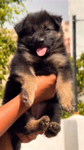 8810623046 German Shepherd puppy booking open KCI line active trained healthy pups available now