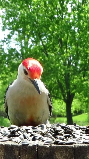 Red-bellied woodpecker stops by to check out the sunflower seeds