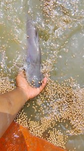 16M views · 71K reactions | Fish feeding time  | Sulaiman motsho khamar | Facebook