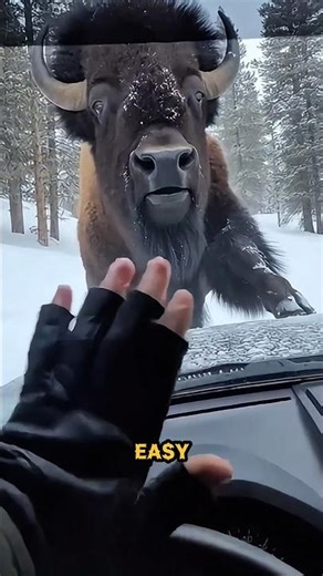 “Bison Calf Snow Rescue! Man Risks Life to Save Trapped Bison in Snow ❄️🐂 #BisonRescue #rescuestory