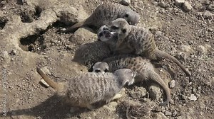 Group meercats (Suricata suricatta) fighting. Meerkats playing in the sand.