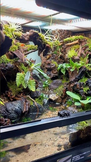 My Vivariums✨️ #terrarium #ビバリウム #テラリウム #vivarium #plants #観葉植物 #aquascape