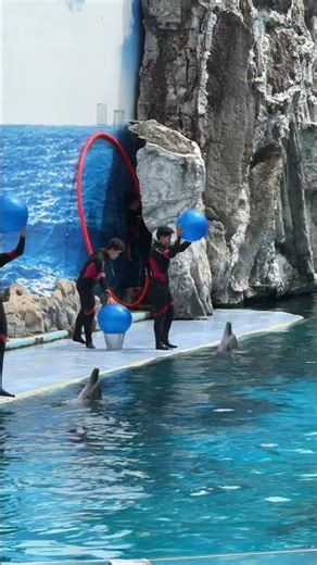 Dolphin playing with balls❤️🐠