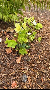 Helleborus x lemperii 'Walberton's Rosemary' is looking great even on this cold and rainy day. This hybrid between Helleborus x hybridus and H. niger has the best traits of both parents: early, prolific, large, outfacing flowers, slightly veined evergreen foliage, and good frost tolerance. Helleborus x lemperii cultivars prefer light shade to part sun conditions, rather than deep shade, and are completely sterile. We have several cultivars available in our spring catalog. Zones: 4a to 8b. #helle