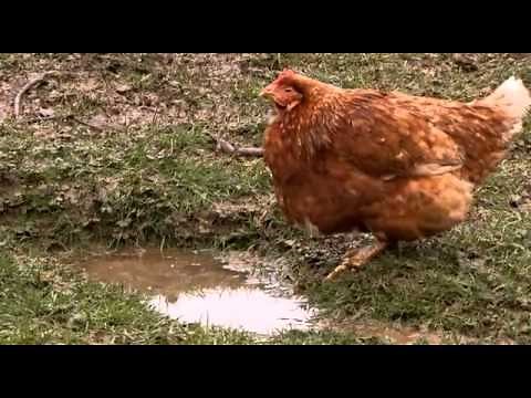 The Private Life of Chickens