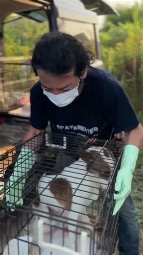 置き去りにされた犬たちの救出物語 Rescue Mission: Saving Dogs Left Behind #ハート徳島 #保護犬 #犬の救出 #dogrescue #shorts