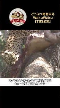 Where Do Leopards Hide Their Prey? A Mother and Cub’s Mealtime!【Amazing Animals／WAKUWAKU】