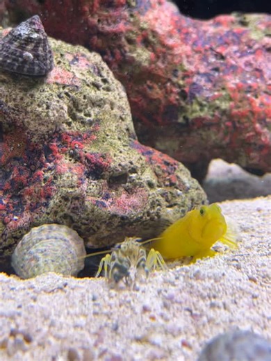 33 reactions | Paired yellow watchman goby and tiger pistol shrimp at our Groton location! 殺 Too cute! | OSA Aquarium Superstore & Services | Facebook
