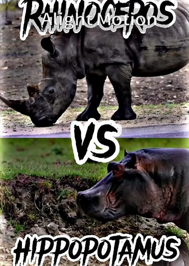 Spino dogwalks both 🤷‍♂️ ##Capcut##Alightmotion##animals##animal##animalfight##animaldebate##irl##debates##debate##fights##fight##battles##battle##versus##vs##Versusbattle##versusbattles##animalversus##edit##cool##amazing##great##amazed##amazing##wow##woah🤩🤩🤩🤩🤩🤩first animal debate hippopotamus vs Rhinoceros