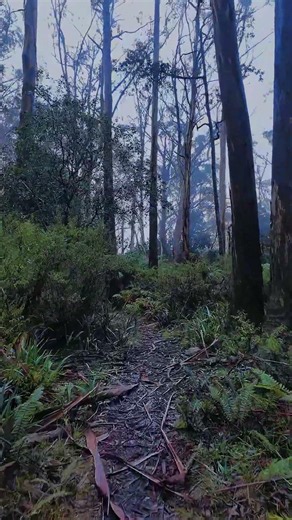 Mount Donna Buang #Victoria #Australia #outback #bushwalk #nature #asmr #travel #outdoors #hike