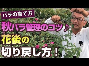【バラの育て方】秋バラ管理のコツ♪花後の切り戻し方！（2020/10/16）