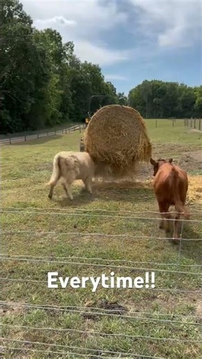 Our #highland having a blast with the straw bale! #cow #calf #cattle #farm #farming #country