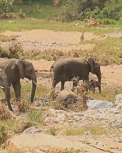 554K views · 14K reactions | Elephant breeding herd crosses riverbed in Kruger National Park, South Africa #nature #safari #animals #wildlife #amazing | Wildest Kruger Sightings | Facebook