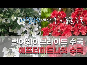 Runaway Bride | After Midnight | Growing Hydrangeas | Repotting | Monocot Hydrangea | Garland Hyd...