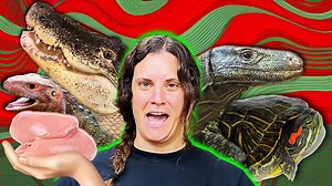 10K views · 147 reactions | Welcome to the ultimate reptile feeding...