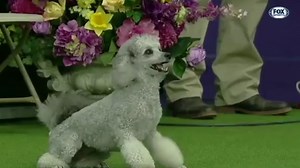 24K views · 1.3K reactions | Not only does Pre have an amazing agility run, but she looks good doing it!  Check out her 2019 agility run brought to you by Purina Pro Plan. Purchase Masters Agility Tickets for June 18 at Lyndhurst estate ➡️ bit.ly/AgilityTickets2022 | Westminster Kennel Club Dog Show | Facebook