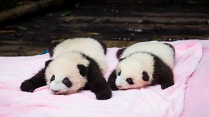 31K views · 2.8K reactions | A pair of adorable panda twins were born...