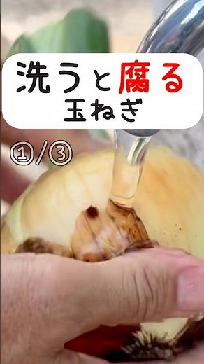 洗うと腐る…玉ねぎの保存🍀農家直伝、農家はやりません