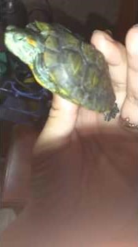 Turtle making a cute noise .